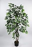 Ficus Excotica 120cm grün-Creme DA Kunstbaum Dekobaum Kunstpflanzen künstlicher Baum Birkenfeige