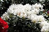 Rhododendron Cunninghams White Alpenrose weiß 30-40cm im Topf gewachsen