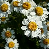 Mutterkraut - Tanacetum parthenium - Bienenweide - Falsche Kamille - Fieberkraut - Arznei- + Zierpflanze - 500 Samen