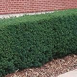 Taxus bacc. 50 Stück Heimische-Eibe 15-35cm Höhe veränderlich Hecke T9x9 Pflanzware