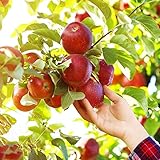 Apfelbaum SäUlenobstbäUme SchüTtel Den Apfelbaum Obst Samen Winterharte Pflanzen FüR Garten Apfelbaum Kaufen Pflanzenschutz Winter Geschenk Garten Der Apfelbaum Saatgut 50 StüCk