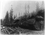 Foto: Logging, Cascade Mtns, neue Homestead, Washington, WA, C1907, Darius Kinsey