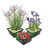 VDVELDE Teichpflanzen Set Winterhart - 9er Set Teichpflanzen - Für 500 liter Wasser - Seerose, Sumpf Iris und Schwanenblume inklusive Pflanzkörbe, Lehm und Dünger - Van der Velde Wasserpflanzen