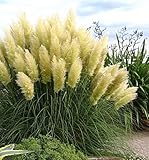 3 x Cortaderia selloana ‚White' 1 Liter (Ziergras/Gräser/Stauden) Pampasgras