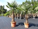 gruenwaren jakubik 2 Stück im Palmenset Trachycarpus fortunei dicke Stämme 230 cm Hanfpalme, winterharte Palme bis -18°C