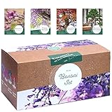 Bonsai Starter Kit – 4 außergewöhnliche Bonsai Samen für dein eigenes Bonsai Baum Projekt. Nachhaltiges & plastikfreies Bonsai Anzuchtset - einzigartiges Geschenk für Frauen und Männer. Bonsai Set