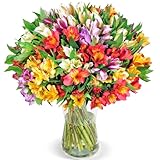 Blumenstrauß mit 33 Bunten Inkalilien (Alstroemeria) als Ideales Blumengeschenk, 200 Farbenfrohe Blüten, Qualität vom Floristen, 7-Tage-Frischegarantie, Kostenloser Blumenversand