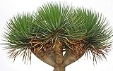 Kanarischer Drachenbaum - Dracaena draco- 10 Samen