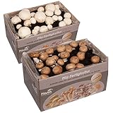 2x Champignon Pilzkulturen Mix klein - kinderleicht Pilze züchten - Hawlik Pilzbrut – Pilzzuchtset zum Ausprobieren – weiße Champignon und Steinchampignon