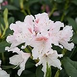 Rhododendron 'Cunningham White' 40-50 cm im Container