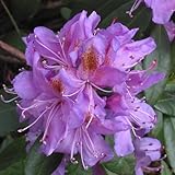 Rhododendron 'Ponticum' 40-60 cm im Container