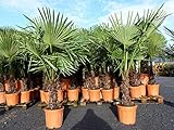 gruenwaren jakubik XXL Palme winterhart 140-170 cm Trachycarpus fortunei, Hanfpalme, Top-Qualität