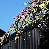 Liebesperlenstrauch Winterhart Samen Bonsai Baum Zimmerpflanzen Balkon Liebesperlenstrauch Winterharte Pflanzen FüR Garten Nachhaltige Geschenke Winterharte KüBelpflanzen Plants Are Purple 10 Saatgut