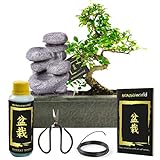 Bonsaiworld Bonsai Baum Zen Wasserfall - Bonsai Starter Set - 7 teilig - Zimmerbonsai echt S-form ca. 10 Jahre alt (Pflanzenhöhe: ca. 30 cm), Feuchtigkeitsmesser, Schare, Draht, Dünger und Bonsaibuch