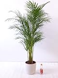 Goldfruchtpalme 140 cm Chrysalidocarpus lutescens - 'Areca Palme' / Zimmerpalme