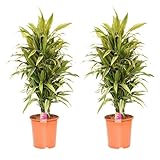 Nachhaltig produzierte Zimmerpflanze von FAIR FLORA® – 2 x Drachenbaum – Höhe: ca. 120 cm – Lat. Name: Dracaena derem. Warneckei