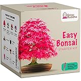 Züchte dein eigenes Bonsai - Züchte einfach 4 Arten von Bonsai-Bäumen mit unserem kompletten, anfängerfreundlichen Starter-Samen-Set - Geschenk set, Einzigartige Geschenkidee