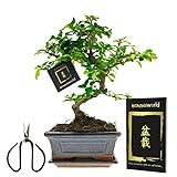 Bonsaiworld Bonsai Baum Starter Kit - Ideales Änfanger-Pflegeset mit Buch & Schere - Zimmerbonsai S-Form, ca. 10 Jahre alt - Pflegeleicht, tolle Dekoration für Wohnzimmer & Büro - Höhe: 25-30 cm