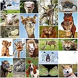 'LUSTIGE TIERE 6': 20-er Postkarten-Set mit lustigen und coolen Tieren (20 Postkarten) für Sammler und Postcrossing von EDITION COLIBRI