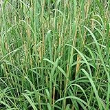 Andropogon Gerardii - Gerards Blauhalm Kleincontainer 9x9cm