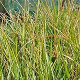 Sesleria Heufleriana - Grünes Kopfgras Kleincontainer 9x9cm