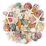 Jangostor Meeresmuscheln Gemischte Ozean-Muscheln, 3cm-9cm Verschiedene Größen Strand Muscheln und natürliche Seesterne für Vase Füller Strand Themenparty Home Hochzeit Dekorationen DIY Handwerk