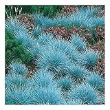 10 x Festuca glauca/cinerea 'Festina' (Ziergras/Gräser/Stauden) Blauschwingel ab 1,99 € pro Stück