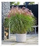 BALDUR-Garten Miscanthus Red Cloud®, 1 Pflanze, Chinaschilf, Ziergras, winterhart bis -23° C, winterharte mehrjährige Staude, pflegeleicht, blühend, Miscanthus sinensis