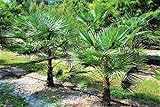 Extrem Frostharte Trachycarpus geminisectus bis 100cm Frosthart bis -19 Grad