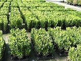 100 Buchsbaum Pflanzen im Topf, Buxus sempervirens, Höhe: 10-15 cm