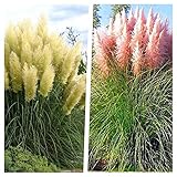 2 x Cortaderia selloana 1 Liter(Ziergras/Gräser/Stauden) Pampasgras