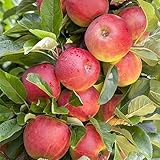 Apfel Baum 'Elstar' Malus domestica 150-200cm im 7,5L Topf gewachsen winterhart