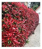 BALDUR-Garten immergrün Photinia-Hecke 'Red Robin', 10 Pflanze Glanzmispel winterhart, blühend, Photinia fraseri 'Red Robin', Photinia fraseri, schnellwachsend