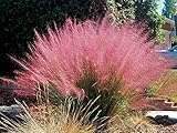 3 x Muhlenbergia capillaris 1 Liter (Ziergras/Gräser) Rosa Haargras BLICKFANG