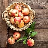 Apfelbaum Samen Bonsai Baum SäUlenobst SchüTtel Den Apfelbaum Exotische FrüChte Zimmerpflanzen Winterschutz FüR Pflanzen Apfelbaum Kaufen Hochbeet Balkon Unterm Apfelbaum 30 Der Apfelbaum Saatgut