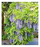 BALDUR-Garten Blauregen Blue Moon, 1 Pflanze, winterhart, bienenfreundlich, pflegeleicht, Wasserbedarf gering, blühende Kletterpflanze, Wisteria macrostachya