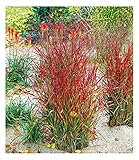 BALDUR-Garten Winterhart Ziergras Roter Strahl, 1 Pflanze, Panicum virgatum Rotstrahlgras, winterharte Staude, mehrjährig, pflegeleicht & langlebig, blühend