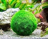 Dekorative Marimo Mooskugel 3-4 cm Betta Ball Aquarium Aquatic Alive Pflanze schaffen gesunde Umgebung