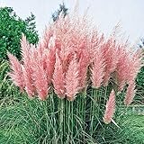 1 x Cortaderia selloana ‚Rosea' 1 Liter (Ziergras/Gräser/Stauden) Pampasgras ab 3,19 € pro Stück