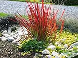 3 x Imperata cylindrica ‚Red Baron‘ 1 Liter (Ziergras/Gräser) Japanisches Blutgrass