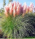 3 x Cortaderia selloana ‚Rosea' 1 Liter (Ziergras/Gräser/Stauden) Pampasgras